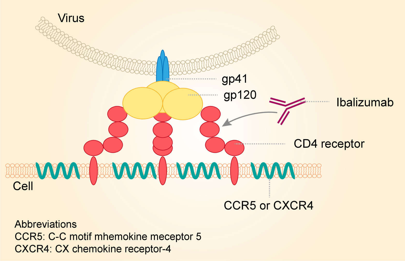 Mechanism of action of ibalizumab